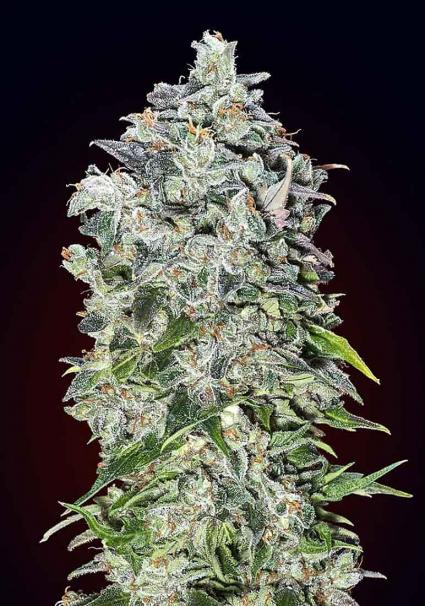 00 seeds Auto 00 Kush Balenie: 3 ks