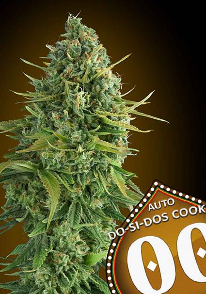 00 seeds Auto Do-si-dos-cookies Balenie: 5 ks