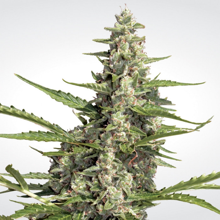 Paradise Seeds Pandora Balenie: 3 ks