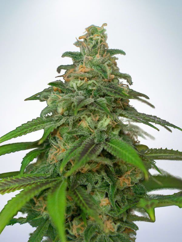 Ministry of Cannabis Auto Mandarin Haze Balenie: 5 ks