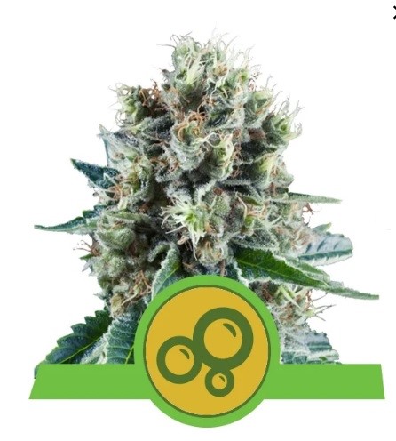 Royal Queen Seeds Bubble Kush Automatic Balenie: 10 ks