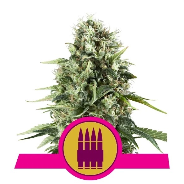Royal Queen Seeds Royal AK Balenie: 3 ks