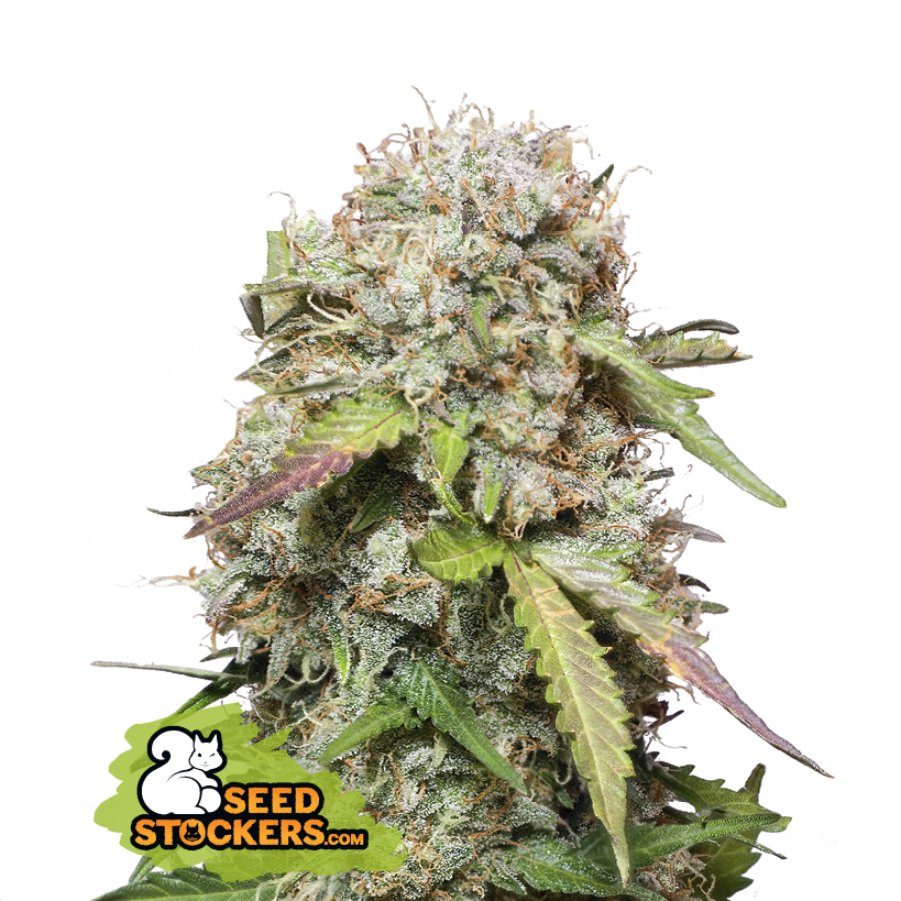 Seedstockers Jack Herer Auto Balenie: 5 ks