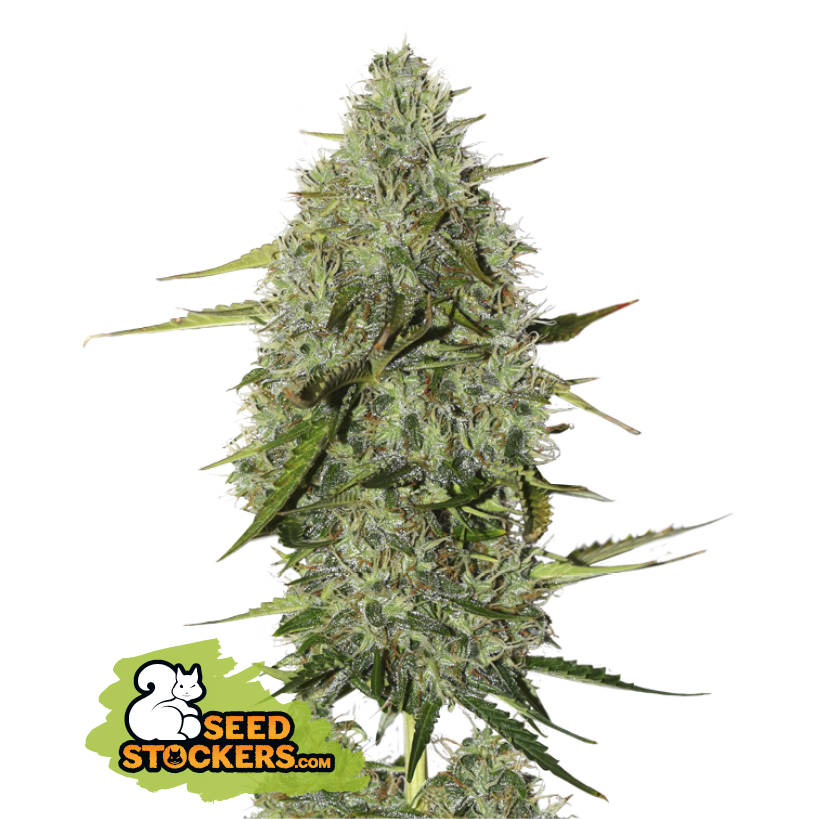Seedstockers BCN CRITICAL XXL AUTO Balenie: 25 ks