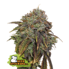 17 Gelato 41 Auto