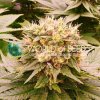 cbd semena harlequeen thc free