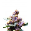 Blueberry Feminized