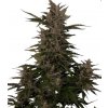 royal critical automatic happyseeds cz