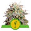 semena marihuany mimosa