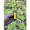 Clipper zapalovac 420 MIX #3