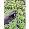 Clipper zapalovac Weed Statements #3
