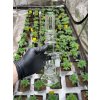 Skleneny bong 30 cm se tremi perkolacemi (2)