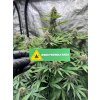 Samolepka Weed friendly area weedshop