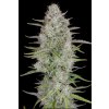 wedding cheesecake auto seedbanka fast buds 420