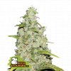 Amnesi auto seedstockers weedshop