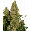 sticky orange xxl automatic happyseeds