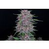 banana purple punch auto fast buds 420