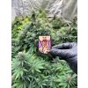 Samolepka Girl 3 weedshop