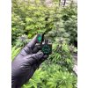 Benzinovy zapalovac Hemp Leaves
