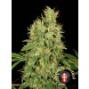 cbd chronic serious seeds