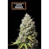 jack herer fem happyseeds