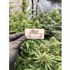 Samolepka 420 joint weedshop