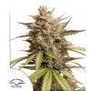 Auto Melonade Runtz dutch passion happy seeds