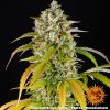 pineapple express auto seminka marihuany