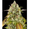 seminka konopi pineapple express auto happy seeds