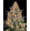 semena konopi bubba kush barneys farm
