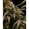 seminka marihuany astro lemonade f1 RQS