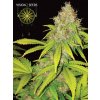 vision seeds ak 49 semena