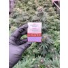 Ochutene papieriky Spanish Papers Grape (2)