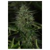 bcn critical xxl Samonakvetaci thc