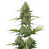 bcn critical xxl samonakvetaci semena seedstockers