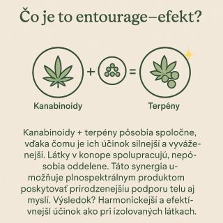 🌿✨ Entourage efekt znamená, že prírodné zložky kon*pe pôsobia najlepšie spoločne 🤝💚 Ka*abinoidy a terpény sa navzájom...