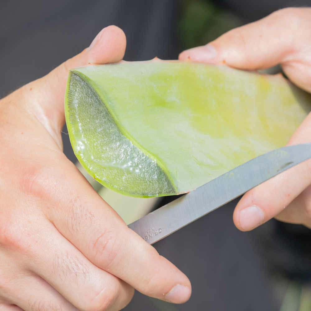 Ruční zpracování čerstvého listu aloe vera a jeho vnitřního gelu