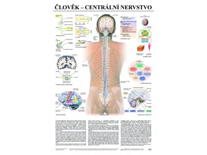 Clovek centralni nerv