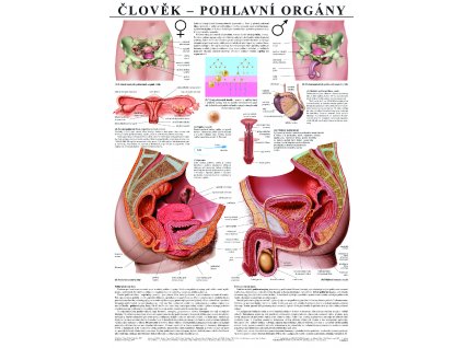 Pohlavní orgány člověka