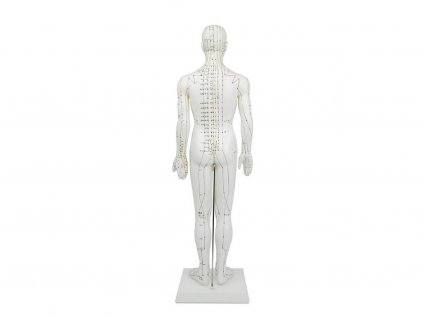 Hwato Akupunkturní model muže, 60 cm