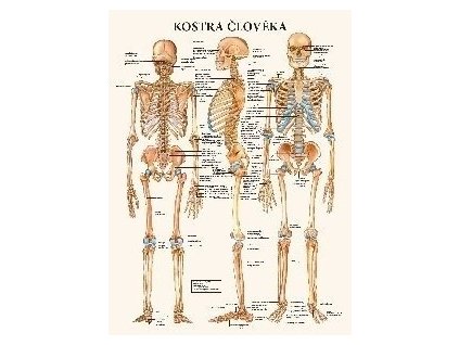 Kostra člověka - anatomický plakát