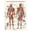Svalová soustava člověka - anatomický plakát