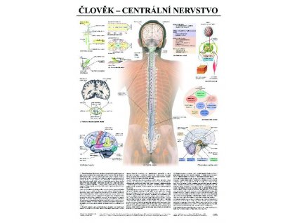 Centrálne nervstvo - anatomický plagát