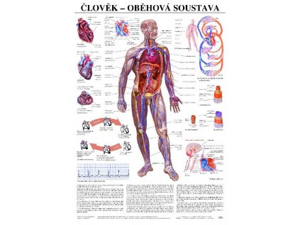 Obehová sústava - anatomický plagát