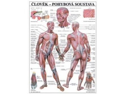 Pohybová sústava - anatomický plagát