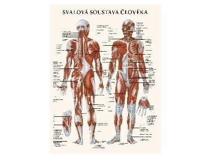 Svalová sústava človeka - anatomický plagát