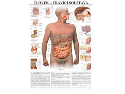 Tráviaca sústava človeka - anatomický plagát