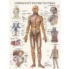 Lymfatický systém - anatomický plagát