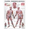 Pohybová sústava - anatomický plagát