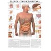 Tráviaca sústava človeka - anatomický plagát